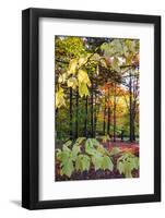 USA, Vermont, Morrisville, Jopson Lane. Fall foliage-Alison Jones-Framed Photographic Print