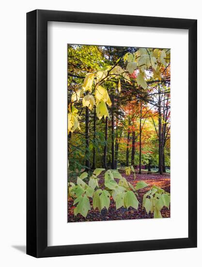 USA, Vermont, Morrisville, Jopson Lane. Fall foliage-Alison Jones-Framed Photographic Print