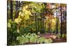 USA, Vermont, Morrisville, Jopson Lane. Fall foliage-Alison Jones-Stretched Canvas