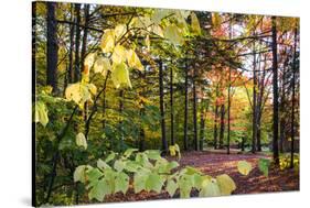 USA, Vermont, Morrisville, Jopson Lane. Fall foliage-Alison Jones-Stretched Canvas