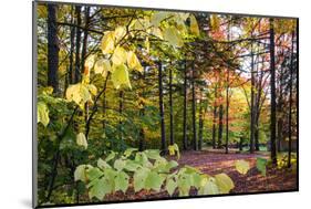 USA, Vermont, Morrisville, Jopson Lane. Fall foliage-Alison Jones-Mounted Photographic Print