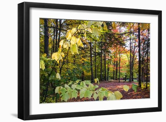 USA, Vermont, Morrisville, Jopson Lane. Fall foliage-Alison Jones-Framed Photographic Print