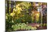 USA, Vermont, Morrisville, Jopson Lane. Fall foliage-Alison Jones-Mounted Photographic Print