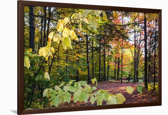 USA, Vermont, Morrisville, Jopson Lane. Fall foliage-Alison Jones-Framed Photographic Print