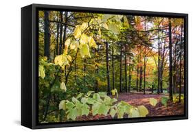 USA, Vermont, Morrisville, Jopson Lane. Fall foliage-Alison Jones-Framed Stretched Canvas