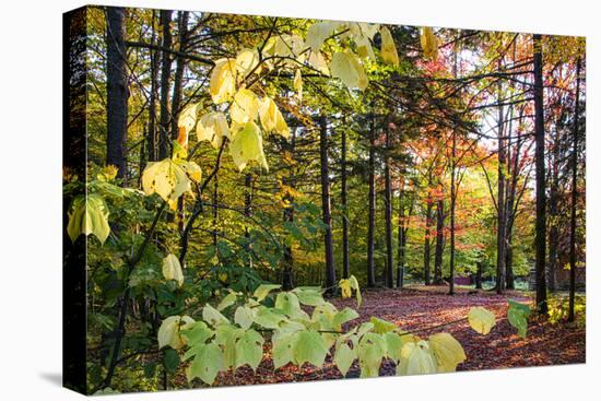 USA, Vermont, Morrisville, Jopson Lane. Fall foliage-Alison Jones-Stretched Canvas