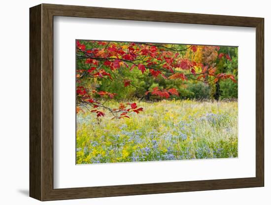 USA, Vermont, Morrisville. Lyle McKee Road, fall foliage-Alison Jones-Framed Photographic Print