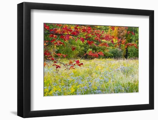 USA, Vermont, Morrisville. Lyle McKee Road, fall foliage-Alison Jones-Framed Photographic Print