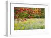 USA, Vermont, Morrisville. Lyle McKee Road, fall foliage-Alison Jones-Framed Photographic Print