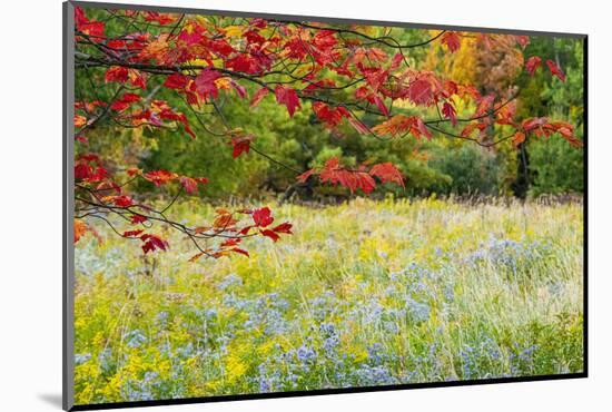 USA, Vermont, Morrisville. Lyle McKee Road, fall foliage-Alison Jones-Mounted Photographic Print