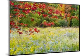 USA, Vermont, Morrisville. Lyle McKee Road, fall foliage-Alison Jones-Mounted Photographic Print