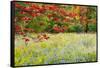 USA, Vermont, Morrisville. Lyle McKee Road, fall foliage-Alison Jones-Framed Stretched Canvas