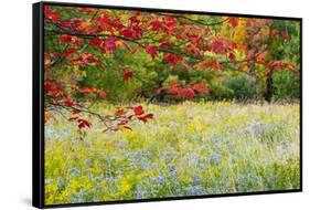 USA, Vermont, Morrisville. Lyle McKee Road, fall foliage-Alison Jones-Framed Stretched Canvas