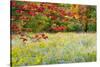 USA, Vermont, Morrisville. Lyle McKee Road, fall foliage-Alison Jones-Stretched Canvas