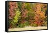 USA, Vermont, Morrisville. Lyle McKee Road, fall foliage-Alison Jones-Framed Stretched Canvas