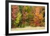 USA, Vermont, Morrisville. Lyle McKee Road, fall foliage-Alison Jones-Framed Photographic Print