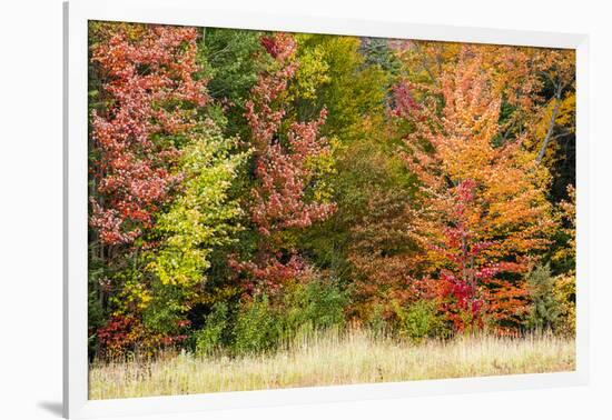 USA, Vermont, Morrisville. Lyle McKee Road, fall foliage-Alison Jones-Framed Photographic Print