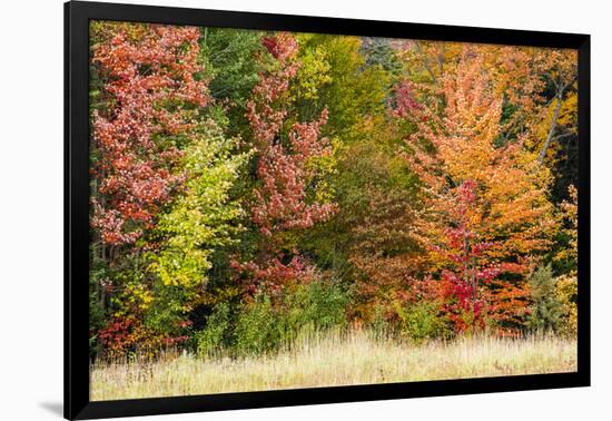 USA, Vermont, Morrisville. Lyle McKee Road, fall foliage-Alison Jones-Framed Photographic Print