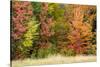 USA, Vermont, Morrisville. Lyle McKee Road, fall foliage-Alison Jones-Stretched Canvas