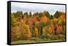 USA, Vermont, Morrisville, Stagecoach Road, fall foliage-Alison Jones-Framed Stretched Canvas