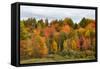 USA, Vermont, Morrisville, Stagecoach Road, fall foliage-Alison Jones-Framed Stretched Canvas