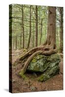 USA, Vermont, Morrisville. Sterling Forest, tree with roots spread over lichen covered rocks-Alison Jones-Stretched Canvas