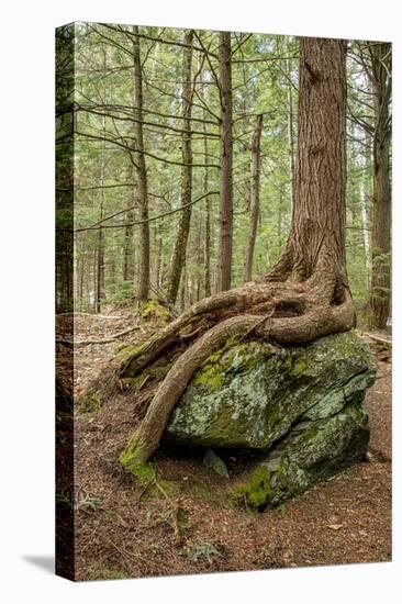 USA, Vermont, Morrisville. Sterling Forest, tree with roots spread over lichen covered rocks-Alison Jones-Stretched Canvas