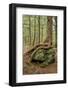 USA, Vermont, Morrisville. Sterling Forest, tree with roots spread over lichen covered rocks-Alison Jones-Framed Photographic Print