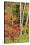 USA, Vermont, Stowe, birch trees around wetlands above the Toll House on Route 108-Alison Jones-Stretched Canvas