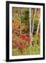 USA, Vermont, Stowe, birch trees around wetlands above the Toll House on Route 108-Alison Jones-Framed Photographic Print