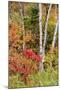 USA, Vermont, Stowe, birch trees around wetlands above the Toll House on Route 108-Alison Jones-Mounted Photographic Print