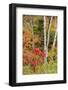 USA, Vermont, Stowe, birch trees around wetlands above the Toll House on Route 108-Alison Jones-Framed Photographic Print