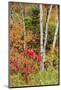 USA, Vermont, Stowe, birch trees around wetlands above the Toll House on Route 108-Alison Jones-Mounted Photographic Print