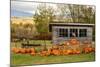 USA, Vermont, Stowe, West Hill Rd, pumpkin field-Alison Jones-Mounted Photographic Print