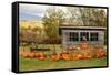 USA, Vermont, Stowe, West Hill Rd, pumpkin field-Alison Jones-Framed Stretched Canvas