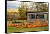 USA, Vermont, Stowe, West Hill Rd, pumpkin field-Alison Jones-Framed Stretched Canvas