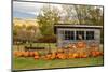 USA, Vermont, Stowe, West Hill Rd, pumpkin field-Alison Jones-Mounted Photographic Print