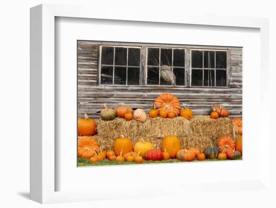 USA, Vermont, Stowe, West Hill Rd, pumpkin field-Alison Jones-Framed Photographic Print