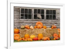 USA, Vermont, Stowe, West Hill Rd, pumpkin field-Alison Jones-Framed Photographic Print