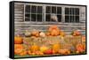USA, Vermont, Stowe, West Hill Rd, pumpkin field-Alison Jones-Framed Stretched Canvas