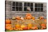USA, Vermont, Stowe, West Hill Rd, pumpkin field-Alison Jones-Stretched Canvas