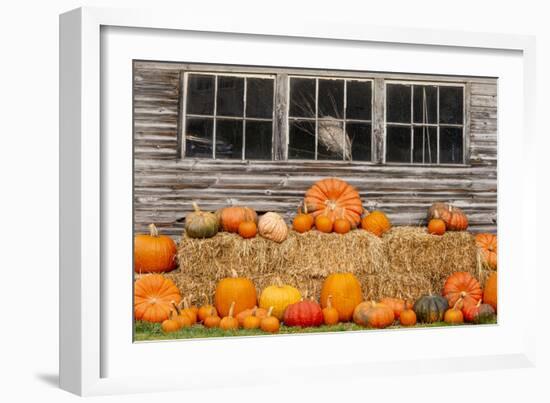 USA, Vermont, Stowe, West Hill Rd, pumpkin field-Alison Jones-Framed Photographic Print