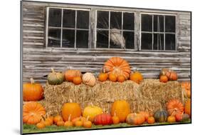 USA, Vermont, Stowe, West Hill Rd, pumpkin field-Alison Jones-Mounted Photographic Print