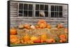 USA, Vermont, Stowe, West Hill Rd, pumpkin field-Alison Jones-Framed Stretched Canvas