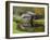 USA, Virginia, Mabry Mill. Composite of Mill and Pond-Don Paulson-Framed Photographic Print