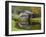 USA, Virginia, Mabry Mill. Composite of Mill and Pond-Don Paulson-Framed Premium Photographic Print