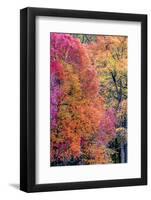 USA, Virginia, Mclean. Scenic in Great Falls State Park-Jay O'brien-Framed Photographic Print