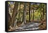 USA, Virginia, Shenandoah National Park, fall color in the park-Hollice Looney-Framed Stretched Canvas