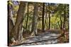 USA, Virginia, Shenandoah National Park, fall color in the park-Hollice Looney-Stretched Canvas