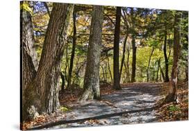 USA, Virginia, Shenandoah National Park, fall color in the park-Hollice Looney-Stretched Canvas